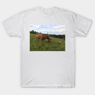 Scottish Highland Cattle Cow and Calf 1470 T-Shirt